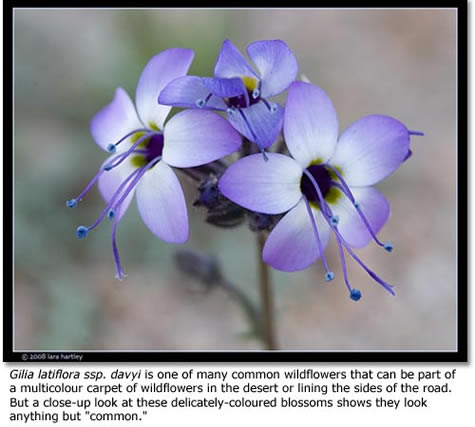 Wildflower close up
