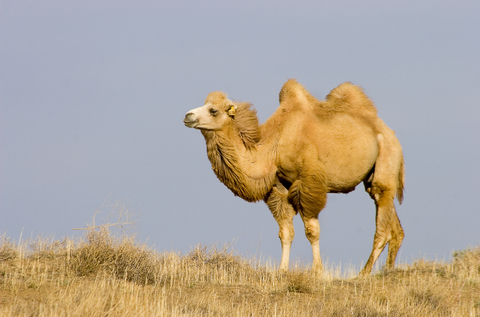  - bactrian-camel