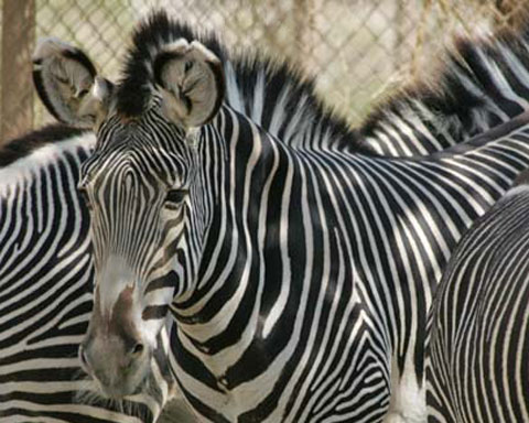 In the wild the Gr vy's Zebra typically lives for 15 or 20 years 