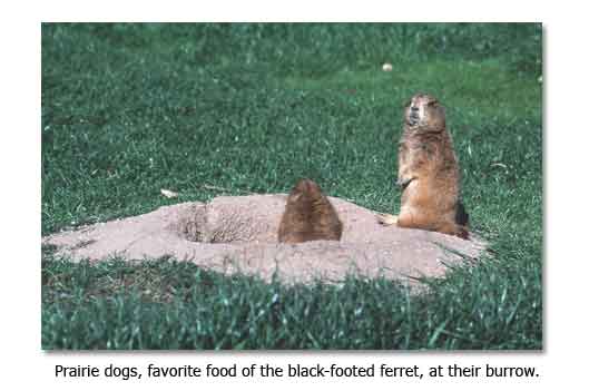 Black-footed ferret research paper