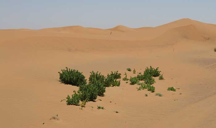 What plants grow in the Sahara Desert?