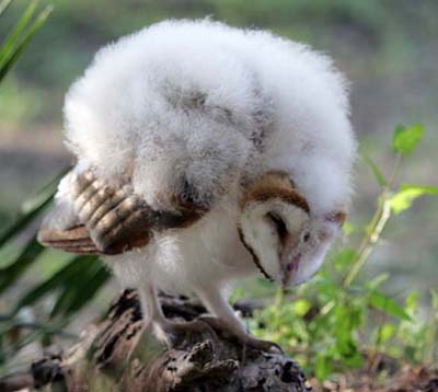 Pictures Baby Owls on Baby Barn Owl Rescued   Desertusa Travel Guide  National Parks  State
