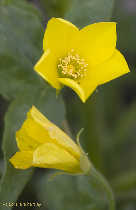 Mentzelia nitens