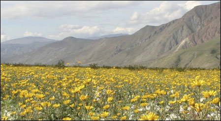 DesertUSA: The Guide to the American Southwest & Desert Regions