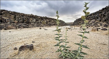 DesertUSA: The Guide to the American Southwest & Desert Regions