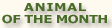 Animal of the 
Month