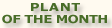 Plant of the Month