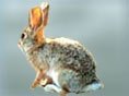 Desert Cottontail
