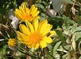 Desert Sunflower