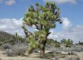 Joshua Tree