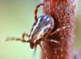 Tick