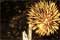 Fireworks in Laughlin