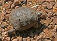Western Ornate Box Turtle