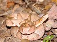 Copperhead