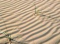 Desert Plant Survival