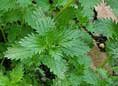 Stinging Nettles