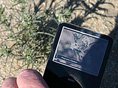 Ocotillo
