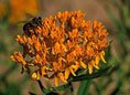 Medicinal Plants