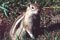 The Panamint Chipmunk