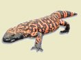 Gila Monster