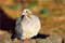 The Mourning Dove