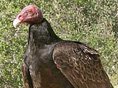 Turkey Vulture