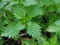 Stinging Nettles