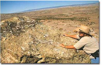 Dinosaur Bones