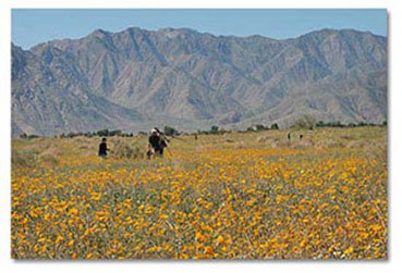 Wildfowers in Henderson Canyon in Anza Borrego