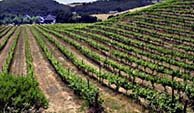 Photo of a Vineyard
