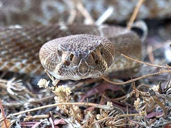 Rattlesnake