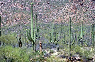 Cactus in the Sonoran Desert