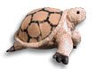 Desert Tortoise