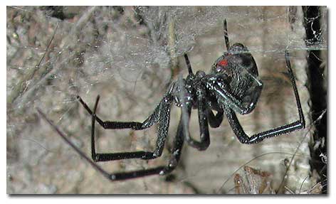 Photo of Black Widow Spider