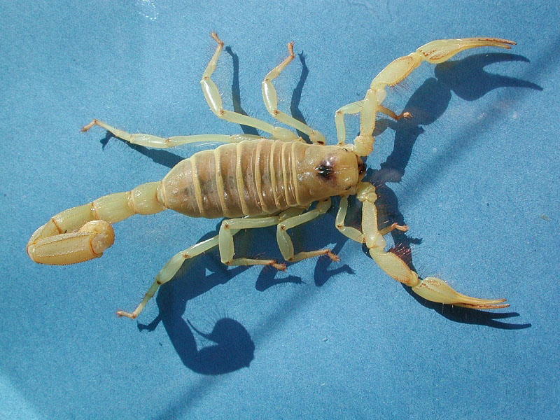 What is a white scorpion?