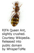 RIFA Queen Ant