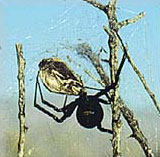 Black Widow Spider