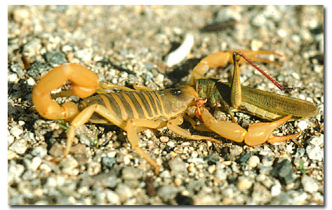 Bark Scorpions Diet