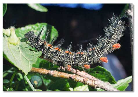 Mourning Cloak caterpillar - It was about 3⁄4 of an inch in length, coal black with white flecks and a row of reddish dorsal spots.  It was covered with black, bottlebrush-like spines.