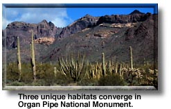 Three unique habitats converge in Organ Pipe National Monument