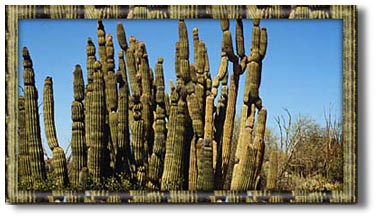 Organ Pipe Cactus
