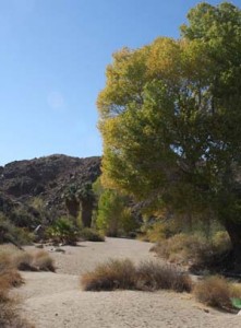 cw_wash_0279 Cottonwood Spring Wash.