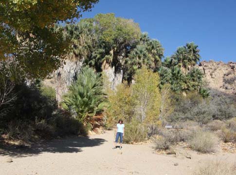lb_cottonwood
