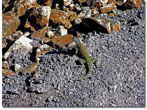 Greater Earless Lizard at the edge of a desert hiking path. 