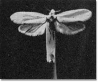 The Yucca Moth