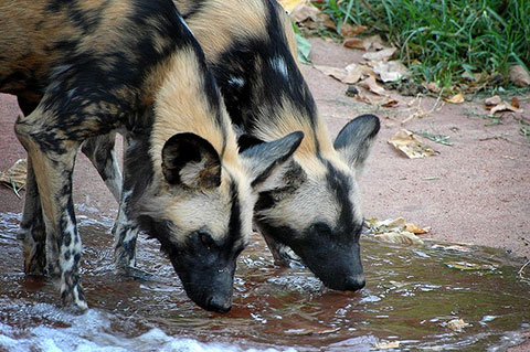 Painted Dogs drinking, Perth Zoo, 2009.