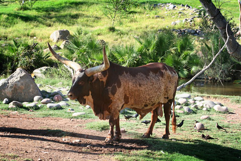 Ankole Longhorn Cattle