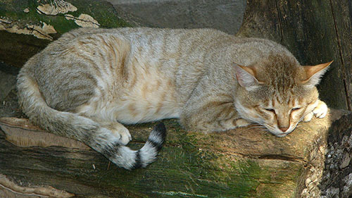 Arabian Wildcat courtesy WikiMedia Commons, Photo by Michal Maňas
