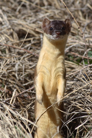 Long-Tailed Weasel, Mustela frenata - DesertUSA