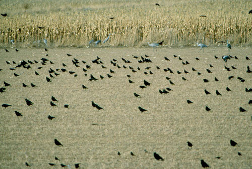 A winter flock of American crows (along with a few sandhill cranes and other birds) in a field near the Bosque del Apache, in central New Mexico.